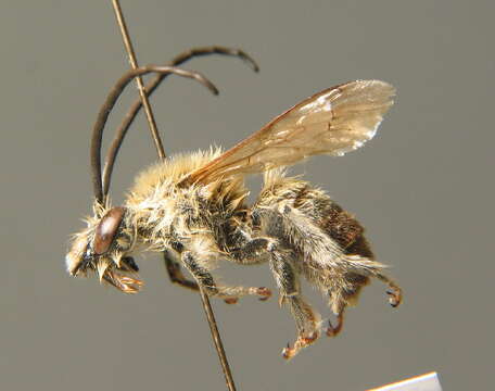 Image of Eucera longicornis (Linnaeus 1758)