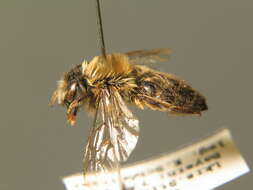 Colletes cunicularius (Linnaeus 1761) resmi