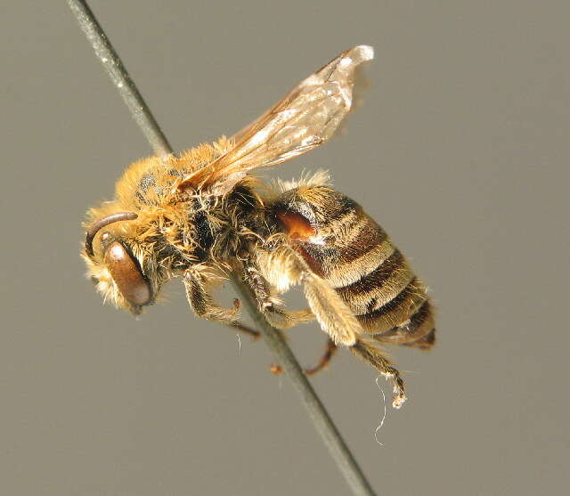 Image of Colletes fodiens (Fourcroy 1785)