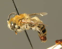 Image of Colletes fodiens (Fourcroy 1785)