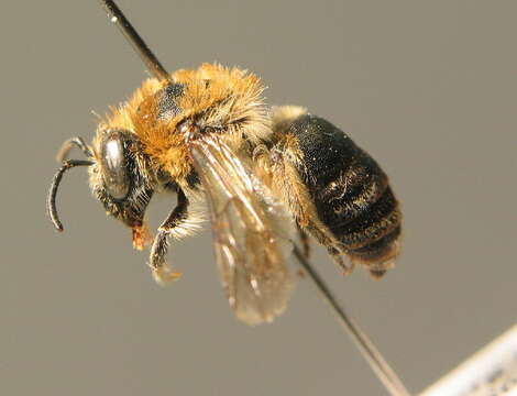 صورة Colletes similis Schenck 1853