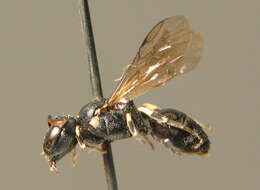 Image of <i>Hylaeus dilatatus</i>