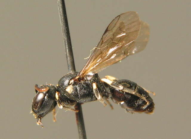 Imagem de <i>Hylaeus dilatatus</i>