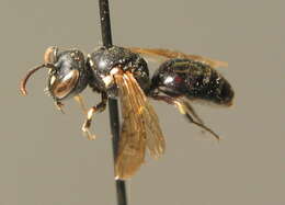 Image of <i>Hylaeus dilatatus</i>