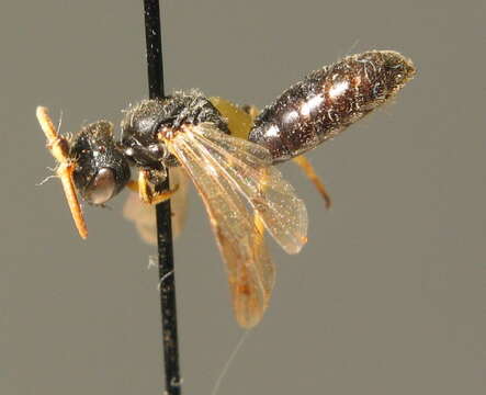 صورة Hylaeus cornutus Curtis 1831