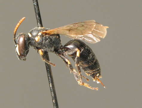 Image of Hyaline Masked Bee