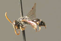 Imagem de Hylaeus hyalinatus Smith 1842