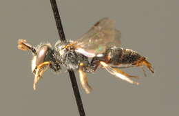 Imagem de Hylaeus hyalinatus Smith 1842