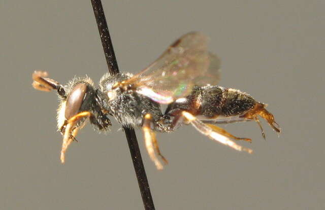 Imagem de Hylaeus hyalinatus Smith 1842