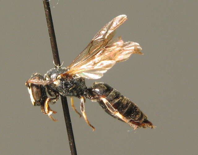 Sivun Hylaeus leptocephalus (Morawitz 1870) kuva