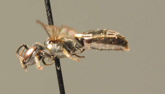 Image of Hylaeus rinki (Gorski 1852)