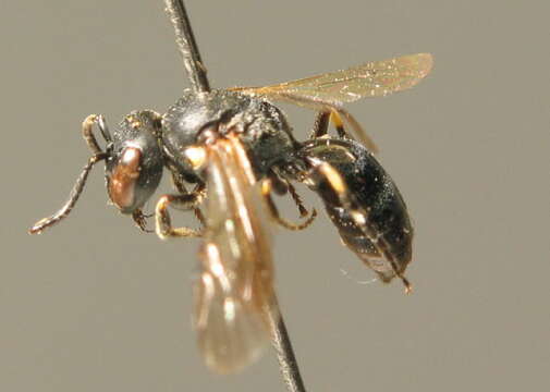 Imagem de Hylaeus rinki (Gorski 1852)