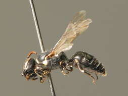 Image of Hylaeus signatus (Panzer 1798)