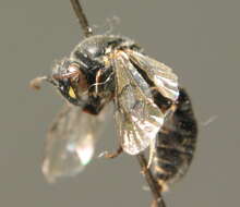 Image of Hylaeus signatus (Panzer 1798)