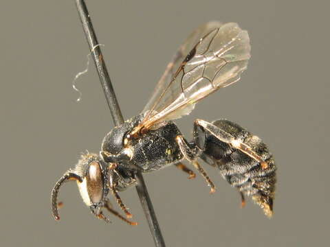 Hylaeus signatus (Panzer 1798) resmi