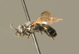 Слика од Hylaeus styriacus Förster 1871