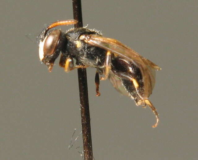 Слика од Hylaeus styriacus Förster 1871