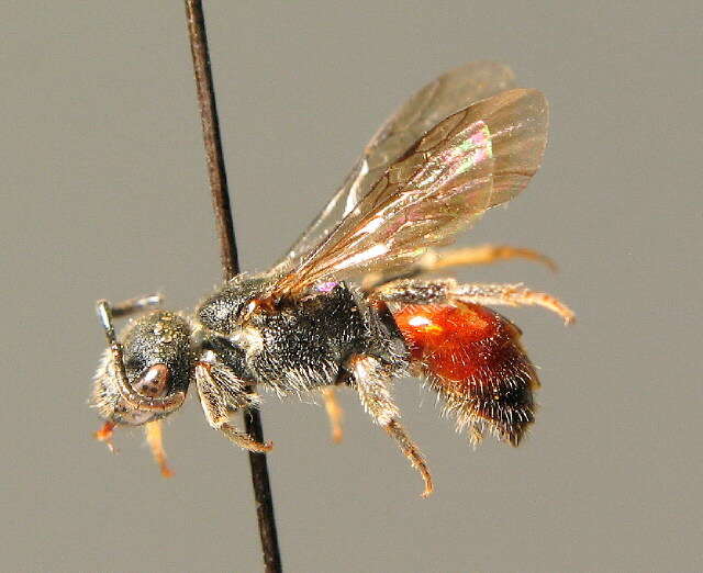 Image of Sphecodes ephippius (Linné 1767)