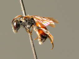 Sphecodes geoffrellus (Kirby 1802) resmi