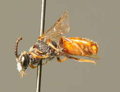 صورة Sphecodes hyalinatus Hagens 1882