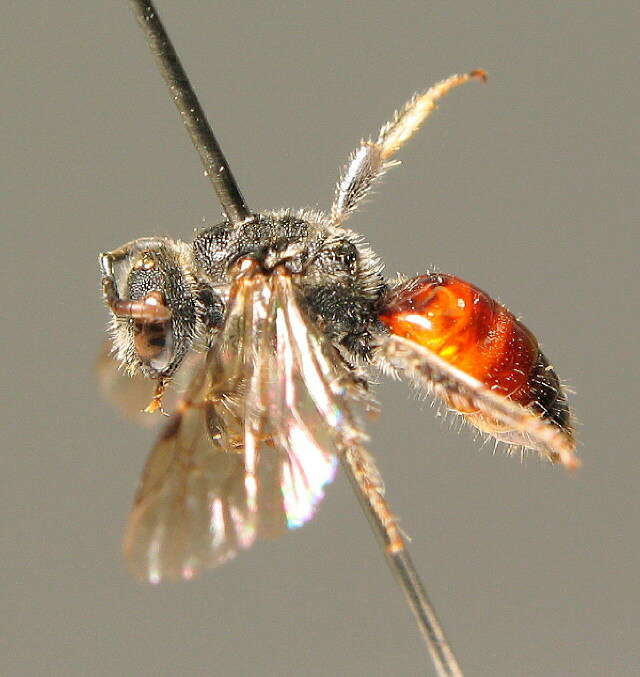 Image of Sphecodes pellucidus Smith 1845