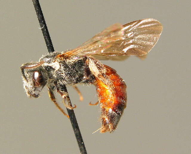 صورة Sphecodes reticulatus Thomson 1870