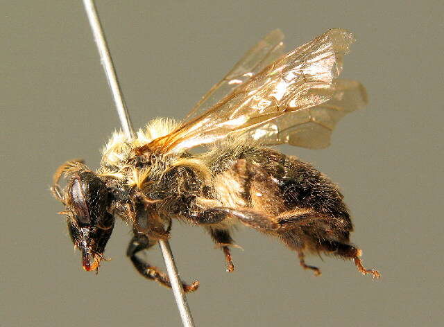 Image of Andrena lapponica Zetterstedt 1838