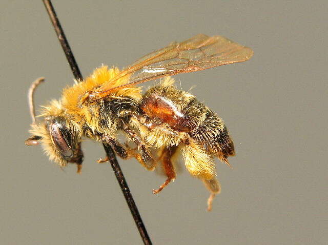 Image of Andrena fulvata E. Stöckhert 1930