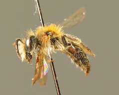 Image of Andrena fulvata E. Stöckhert 1930