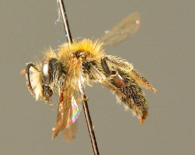 Image of Andrena fulvata E. Stöckhert 1930