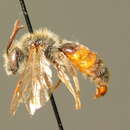 Image of Andrena rufizona Imhoff 1834