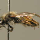 Image of Andrena montana Warncke 1973