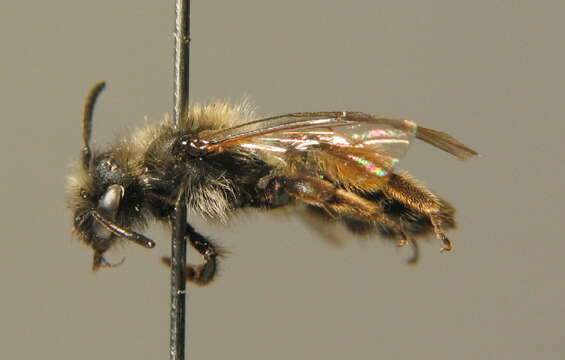 Image of Andrena montana Warncke 1973