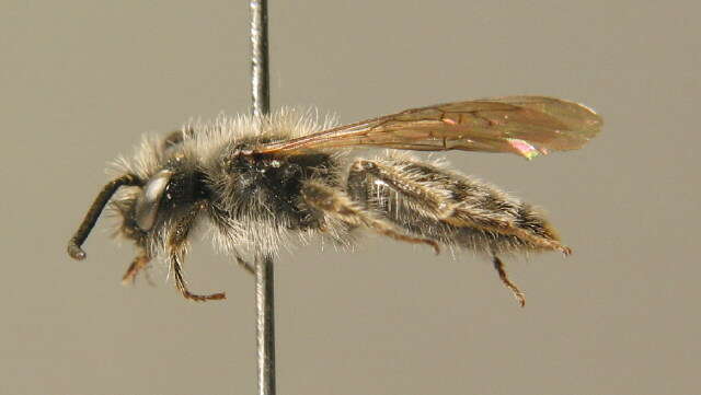 Image of Andrena montana Warncke 1973