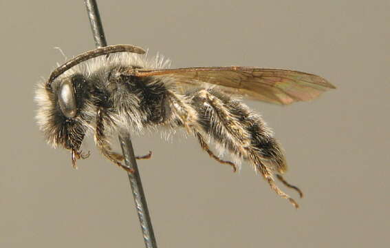 Image of Andrena montana Warncke 1973