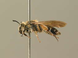 Image of Andrena ampla Warncke 1967