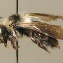 Image of Andrena barbareae Panzer 1805