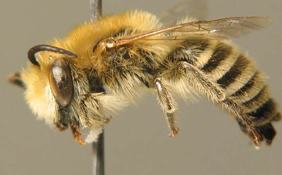 Image of Colletes fodiens (Fourcroy 1785)