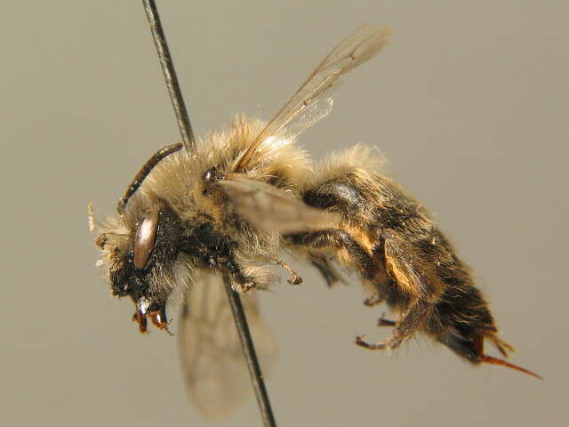 Image of Colletes cunicularius (Linnaeus 1761)