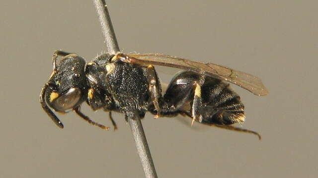 Imagem de Hylaeus hyalinatus Smith 1842