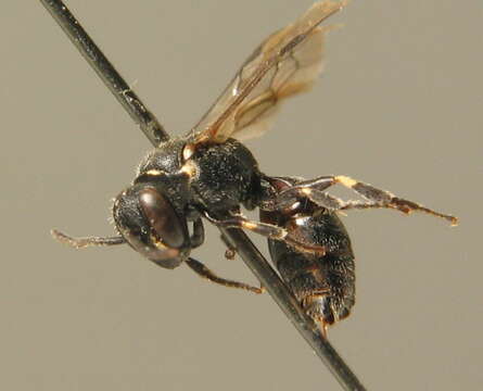 Image of Hyaline Masked Bee