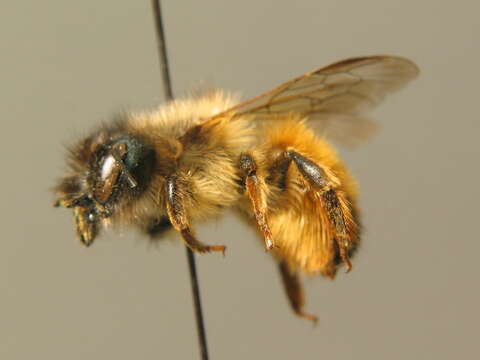 Image of Osmia rufa (Linnaeus 1758)