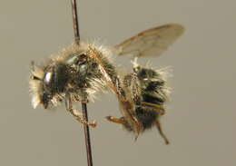 Image of Osmia rufa (Linnaeus 1758)