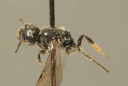 Image of Carpenter bee