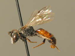 Imagem de Sphecodes crassus Thomson 1870