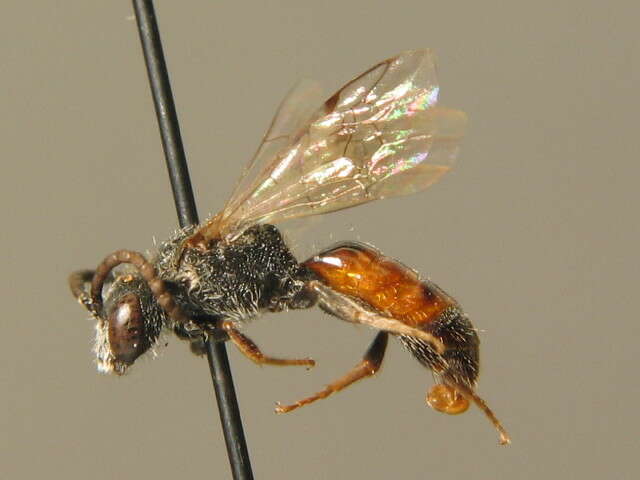 Imagem de Sphecodes crassus Thomson 1870