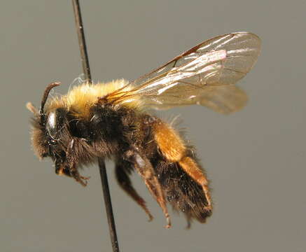 Image of Clark's Andrena