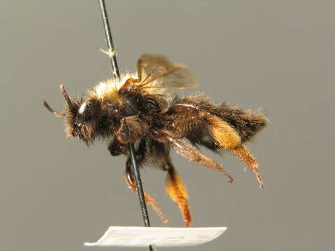 Image of Clark's Andrena