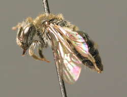 Image of Andrena falsifica Perkins 1915