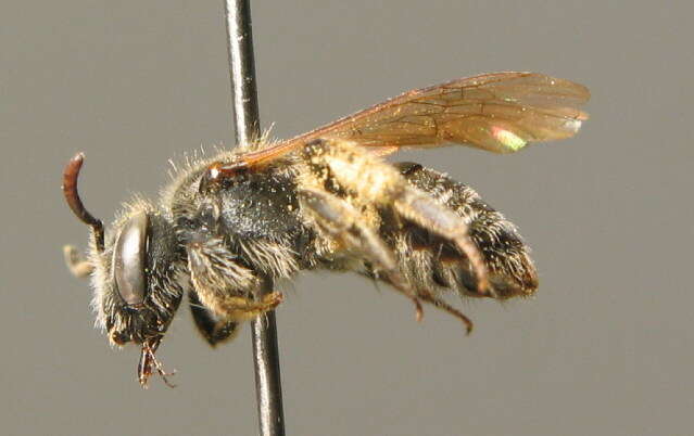 Image of Andrena falsifica Perkins 1915